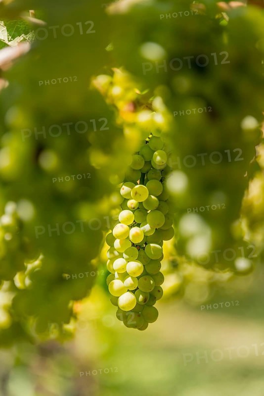 Green grapes