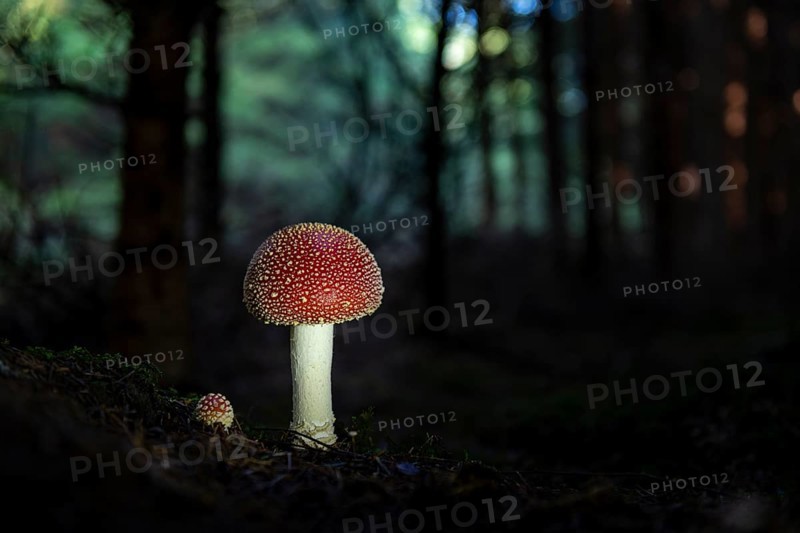 Fly agarics