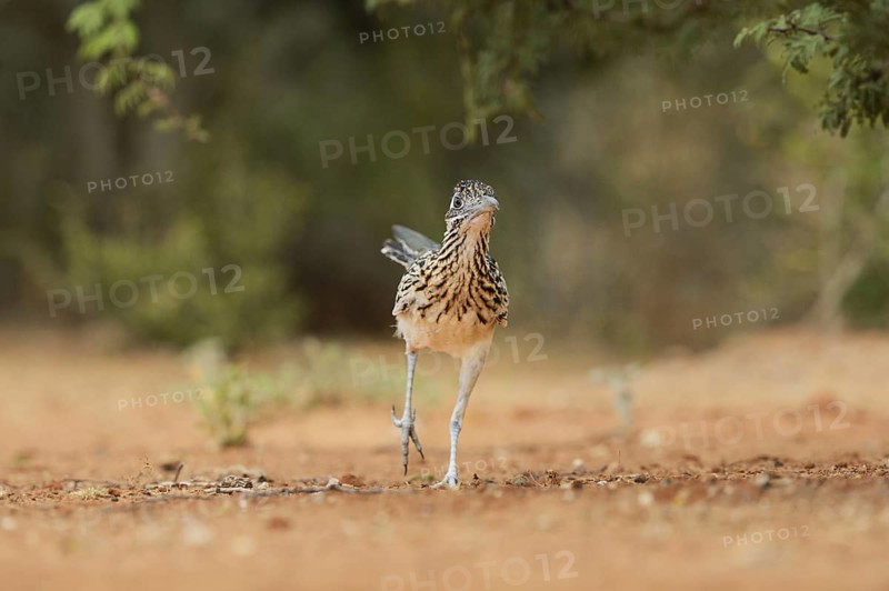 Greater Roadrunner