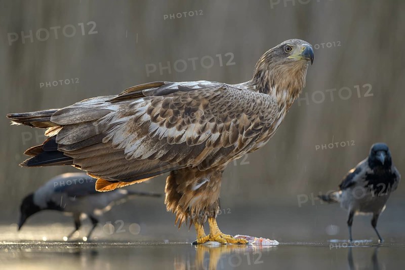White-tailed eagle