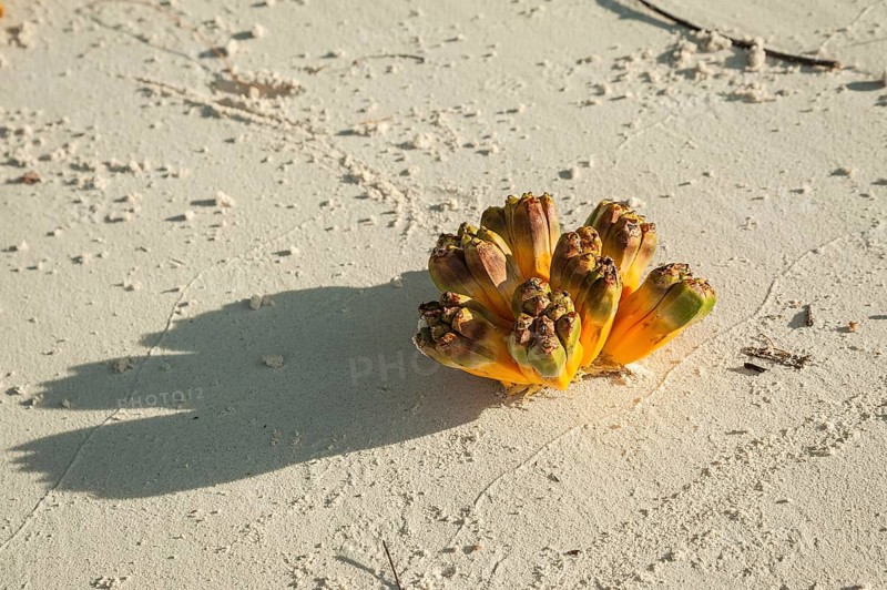 Fruits from the screw pine
