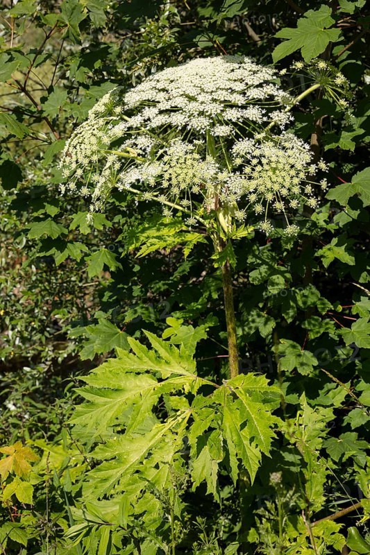 Giant hogweed or wild parsnip