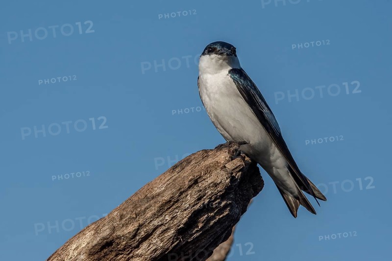 White winged swallow