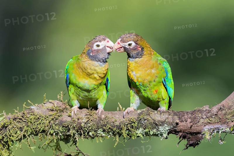 Brown-hooded Parrots