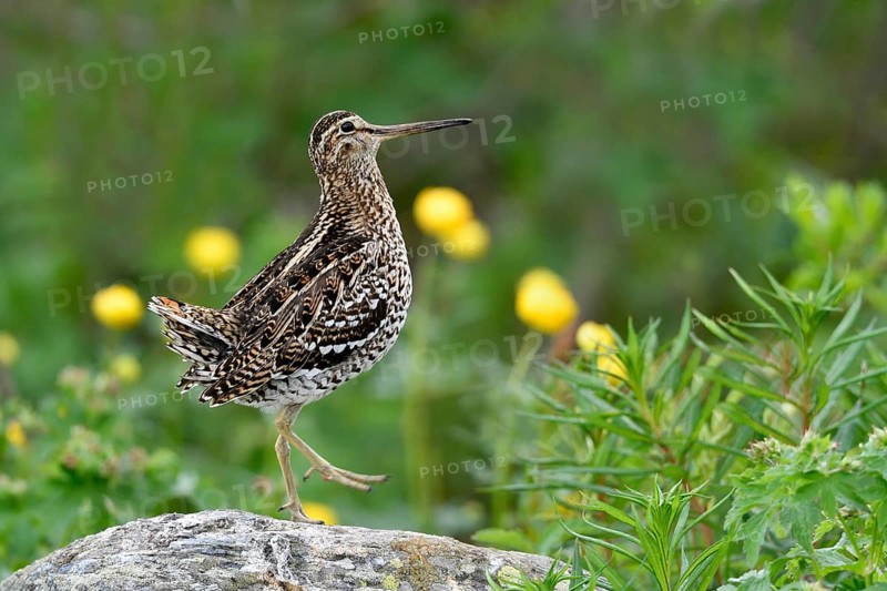 Great snipe