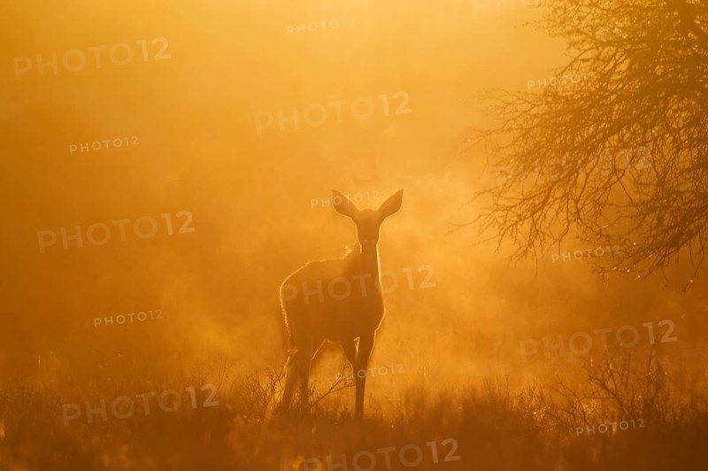 Greater Kudu