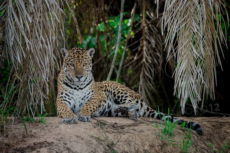 Jaguar