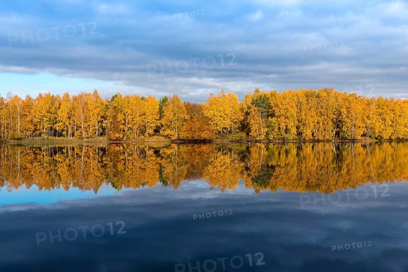 Colourfully coloured autumn forest