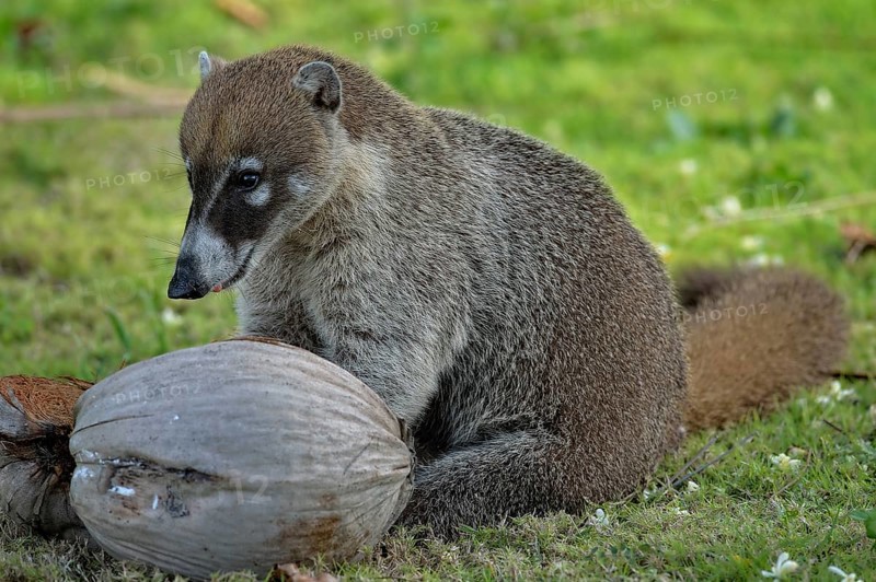 White-nosed Coati