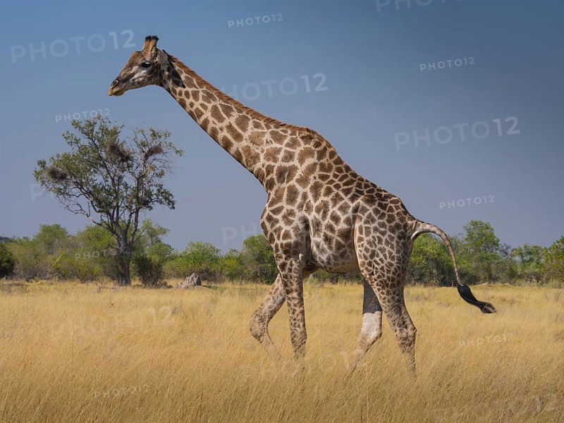 South African giraffe or Cape giraffe