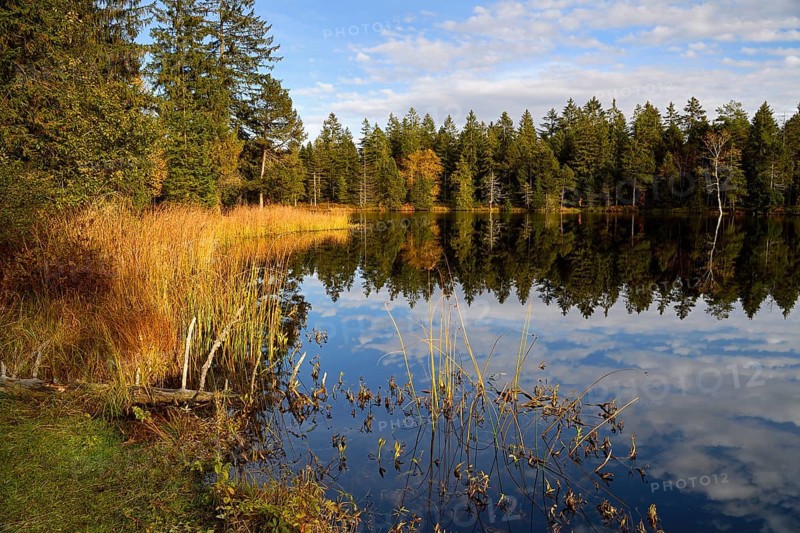 Trees reflected in lake