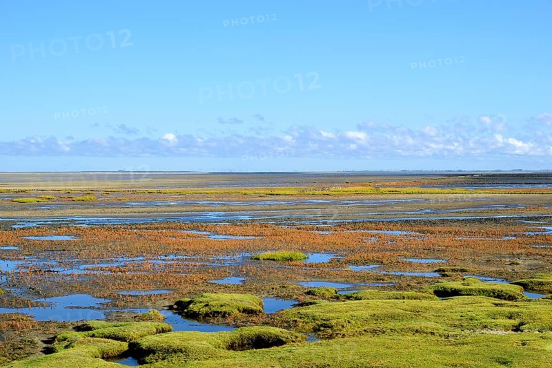 Glasswort