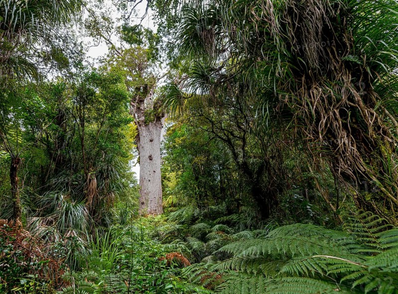 Oldest Kauri tree