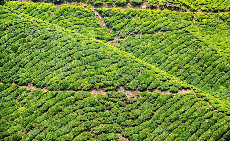 Tea plantations