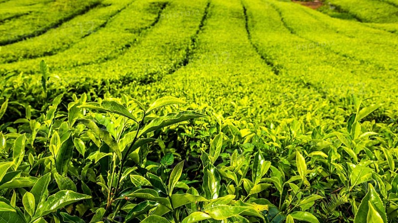 Tea plant