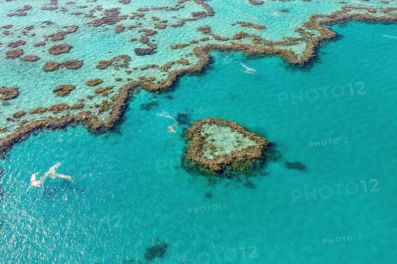 Coral Reef