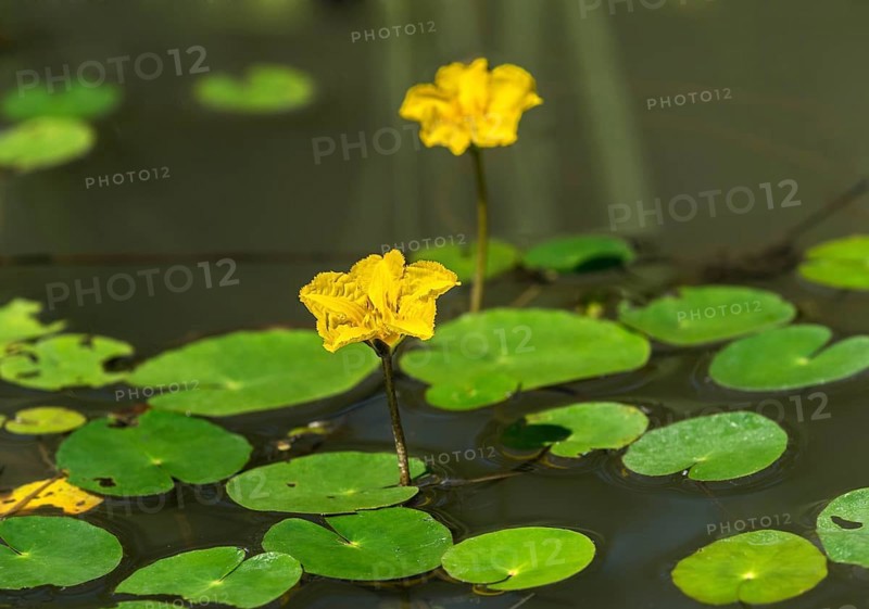 Blooming water fringe