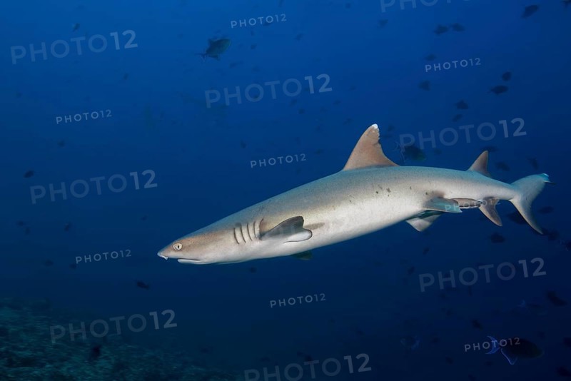 Whitetip reef shark