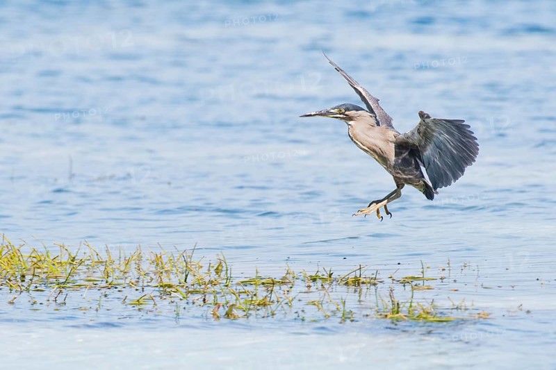 Striated Heron