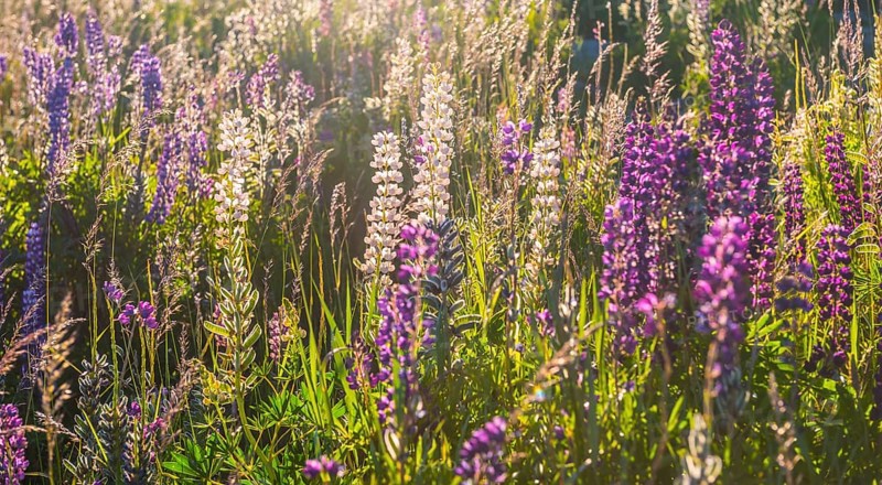 Purple Large-leaved lupines