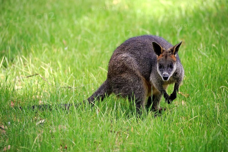 Swamp Wallaby