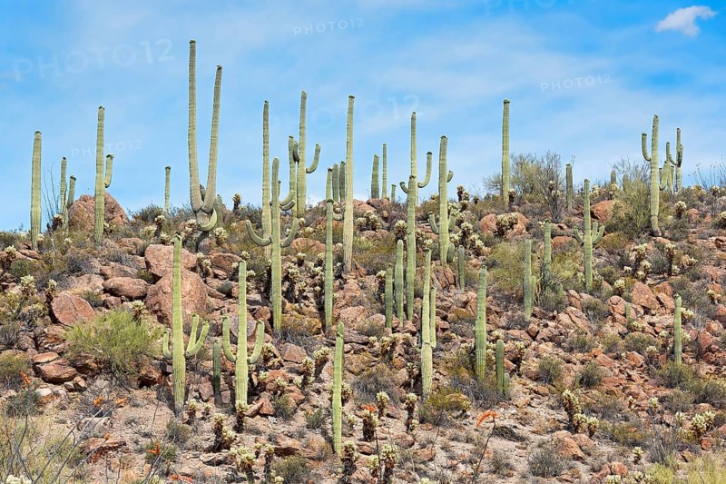 Saguaro Cacti