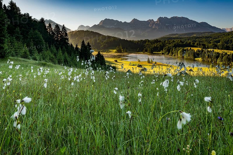 Cottongrass