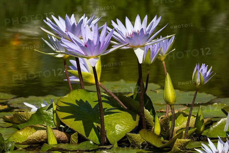 Cape blue water lilies