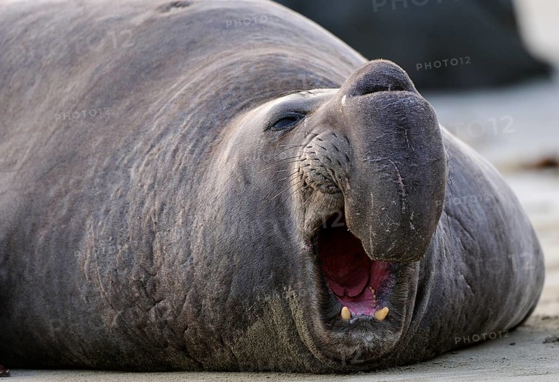 Northern Elephant Seal