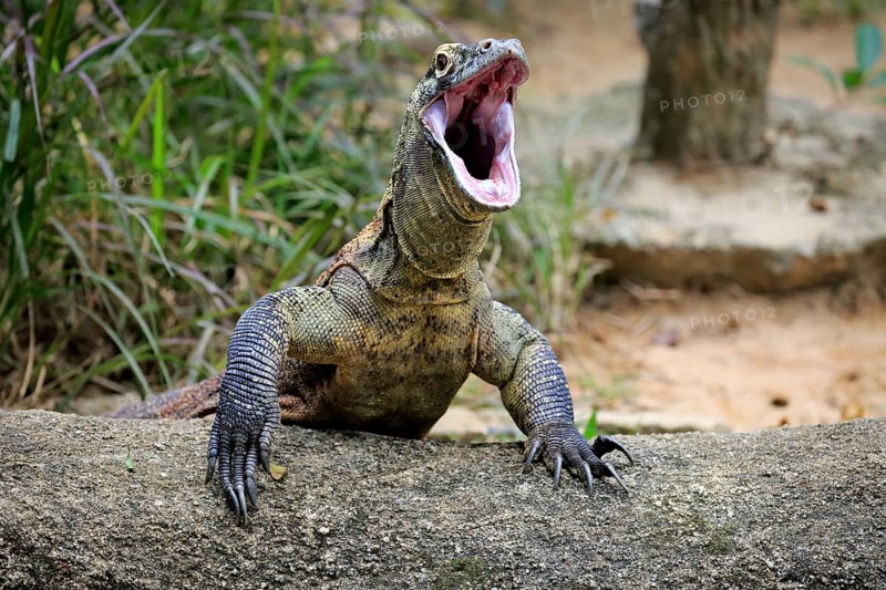 Komodo dragon