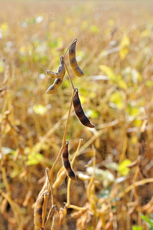 Soya beans