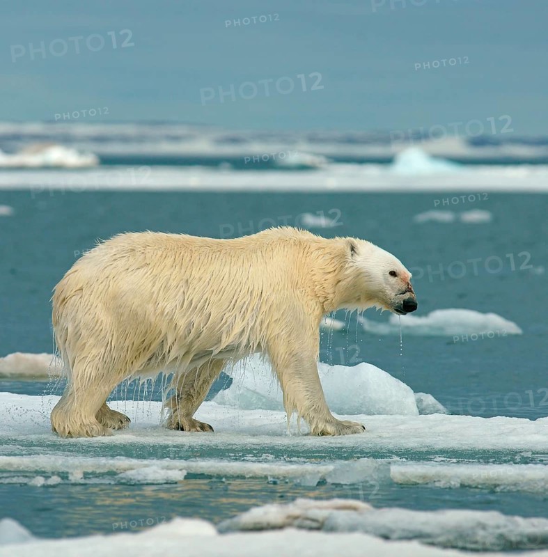 Polar bear