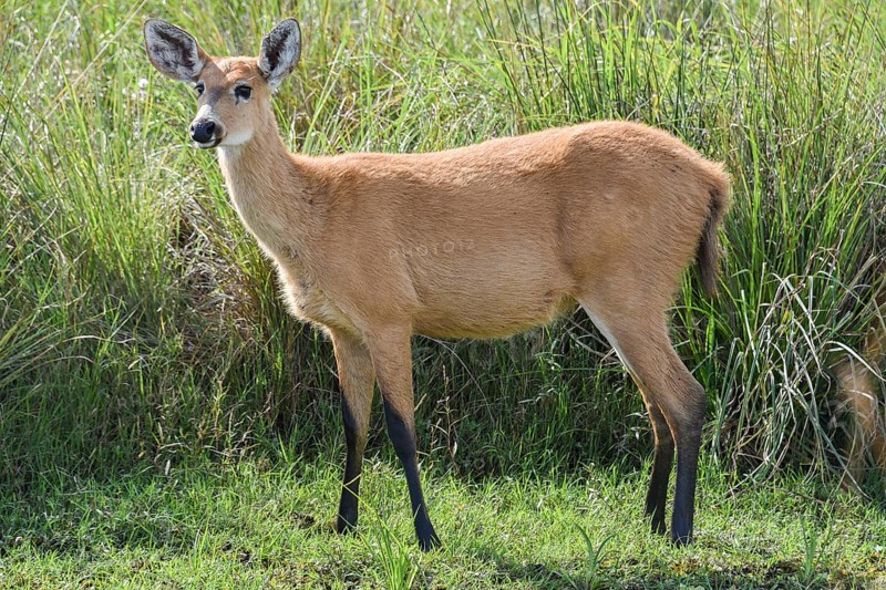 Marsh deer
