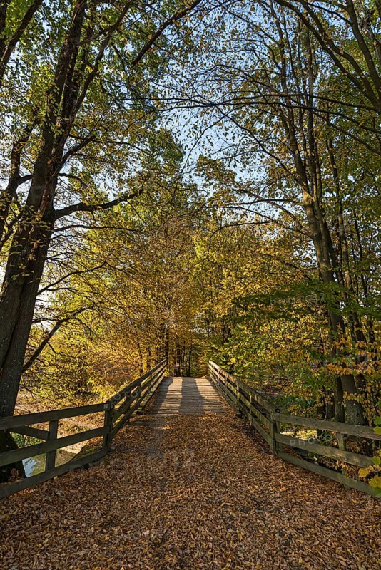Autumn trees with bridge over the Old Canal