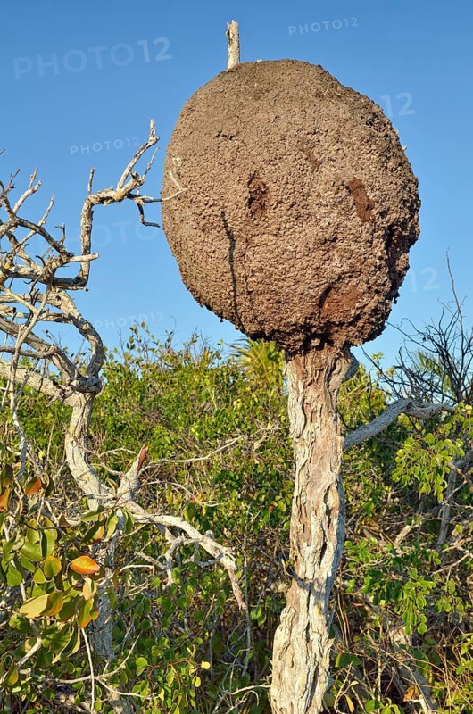 Termites on dead tree