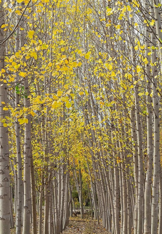 Yellow aspens