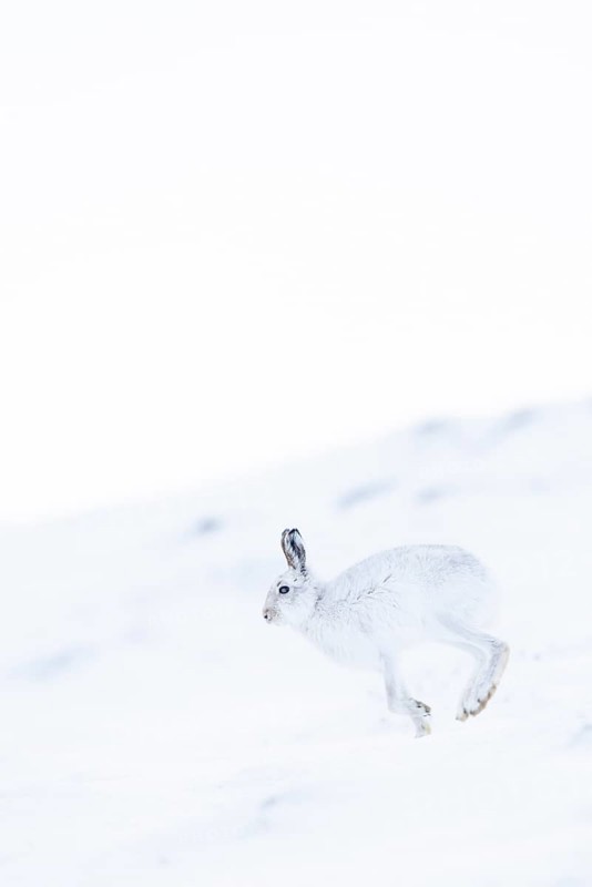 Mountain hare