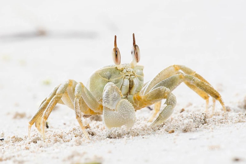 Common Crab