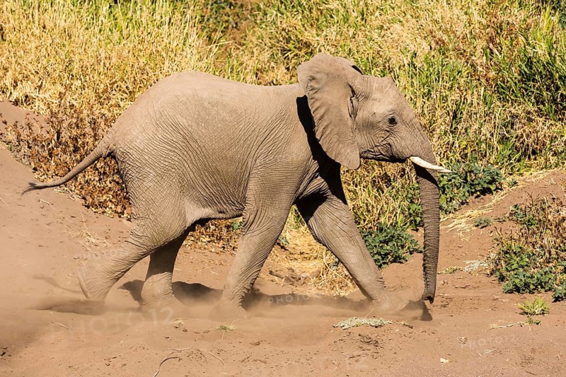 African Elephant