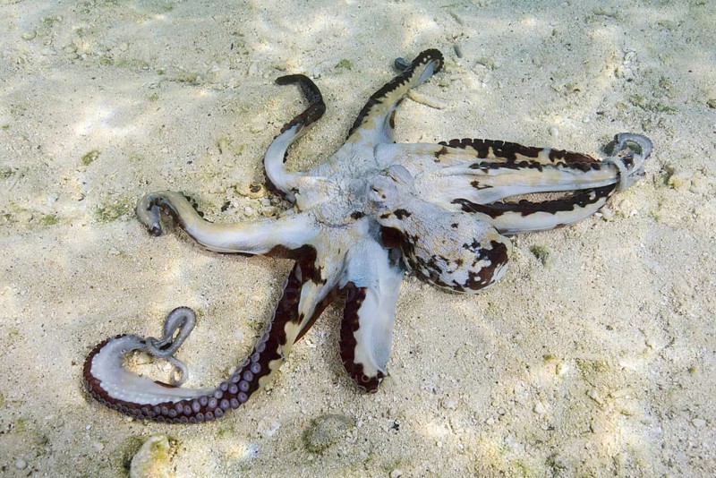 Big Blue Octopus