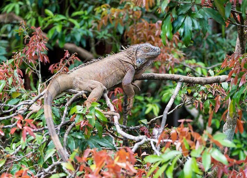Green Iguana