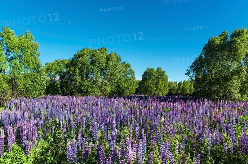 Purple large-leaved lupins