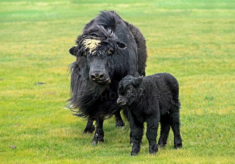 Black Yak Cow