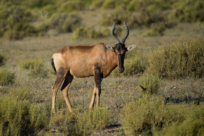 Red hartebeest