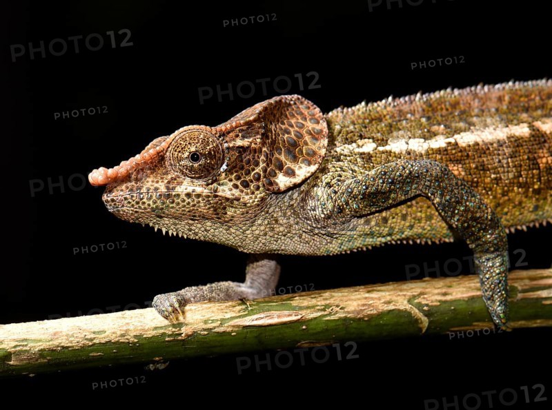Shorthorn chameleon
