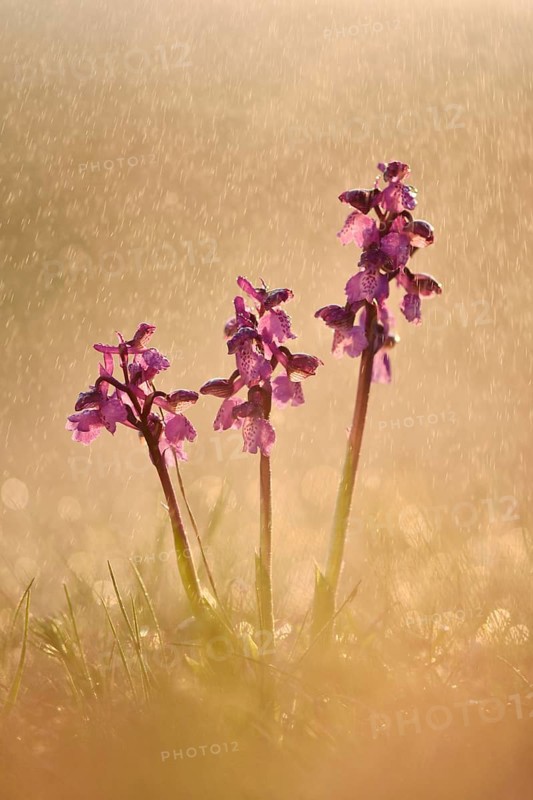 Green-winged orchid