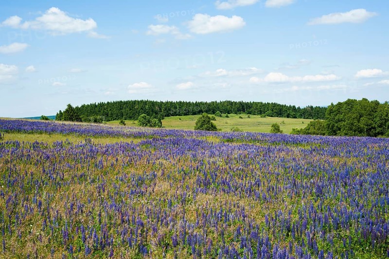 Large-leaved lupin