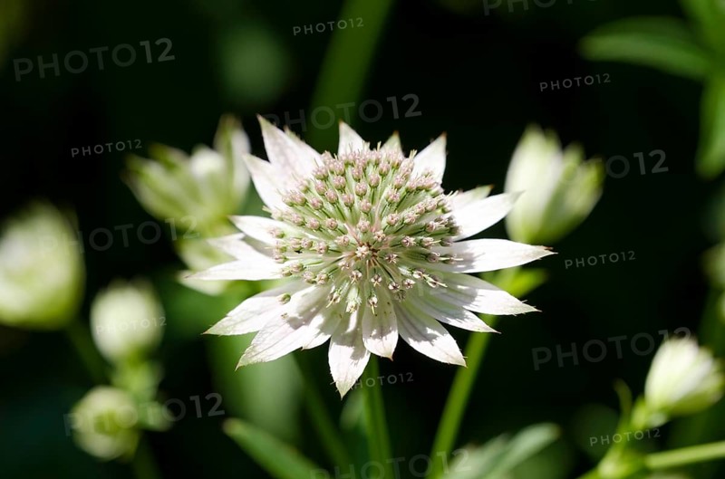 Astrantia major