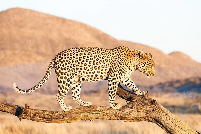 Leopard