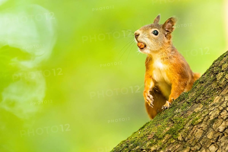 Eurasian red squirrel